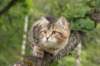 phebe15weeks26845_small.jpg