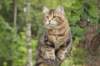 phebe15weeks26847_small.jpg