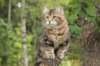 phebe15weeks26848_small.jpg