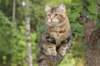 phebe15weeks26849_small.jpg