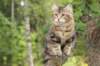 phebe15weeks26851_small.jpg