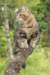 phebe15weeks26853_small.jpg