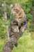 phebe15weeks26854_small.jpg