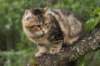 phebe15weeks26859_small.jpg