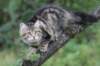 phebe15weeks2685_small.jpg