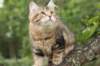 phebe15weeks26860_small.jpg