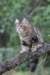 phebe15weeks26861_small.jpg