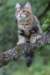 phebe15weeks26862_small.jpg