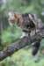 phebe15weeks26864_small.jpg