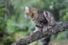 phebe15weeks26865_small.jpg