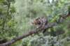 phebe15weeks26869_small.jpg