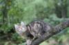 phebe15weeks2686_small.jpg