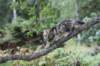 phebe15weeks26872_small.jpg
