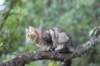 phebe15weeks26874_small.jpg