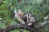 phebe15weeks26875_small.jpg