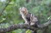 phebe15weeks26876_small.jpg