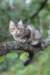 phebe15weeks26877_small.jpg