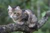 phebe15weeks26878_small.jpg
