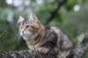 phebe15weeks26879_small.jpg