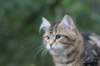 phebe15weeks26880_small.jpg