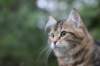 phebe15weeks26881_small.jpg