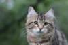 phebe15weeks26883_small.jpg