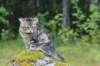 phebe15weeks26886_small.jpg
