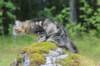 phebe15weeks26887_small.jpg