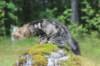 phebe15weeks26888_small.jpg
