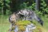 phebe15weeks26889_small.jpg
