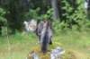 phebe15weeks26890_small.jpg
