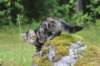 phebe15weeks26891_small.jpg