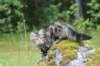 phebe15weeks26893_small.jpg