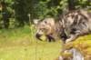 phebe15weeks26894_small.jpg