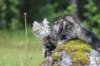 phebe15weeks26897_small.jpg