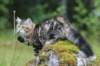 phebe15weeks26898_small.jpg