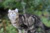 phebe15weeks2689_small.jpg
