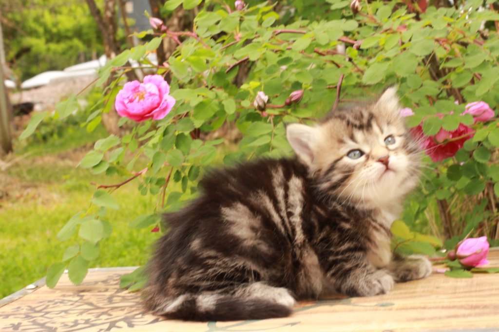 phebe1month1.jpg
