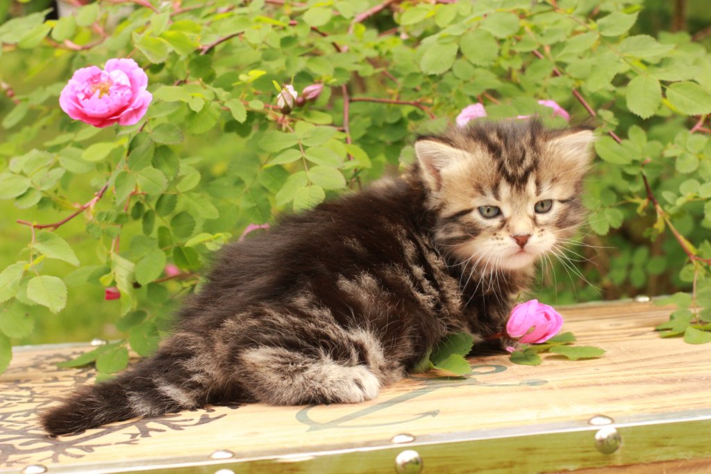 phebe1month11.jpg