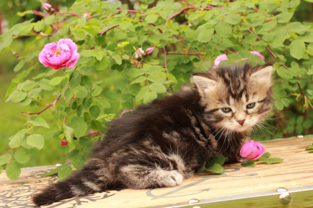 phebe1month13.jpg