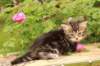 phebe1month13_small.jpg