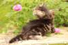 phebe1month14_small.jpg