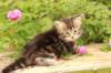 phebe1month15_small.jpg