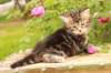 phebe1month16_small.jpg