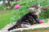 phebe1month17_small.jpg