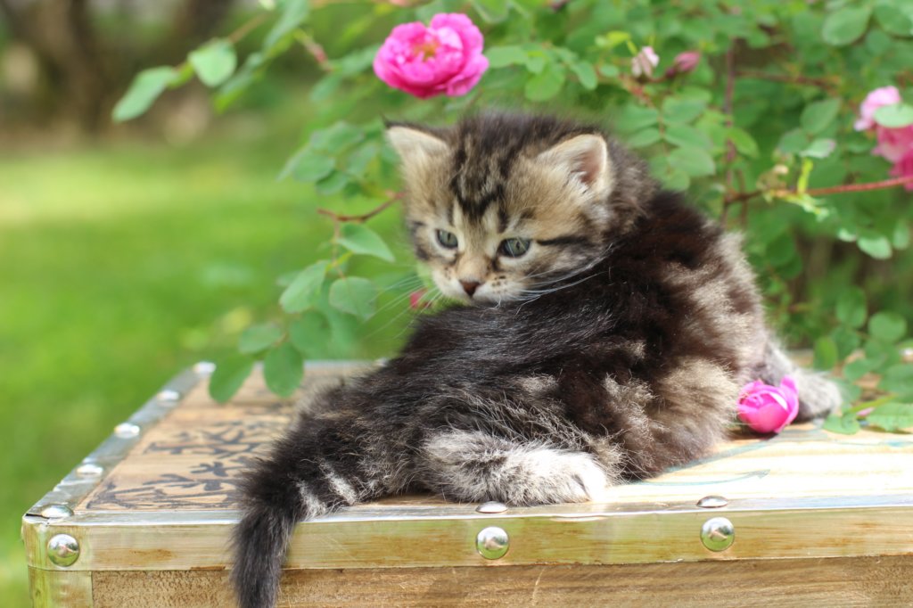 phebe1month21.jpg