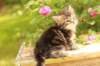 phebe1month25_small.jpg
