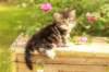 phebe1month26_small.jpg
