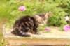 phebe1month32_small.jpg