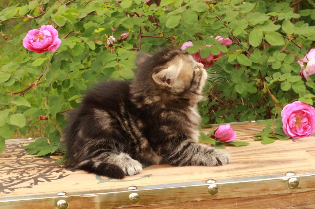 phebe1month35.jpg